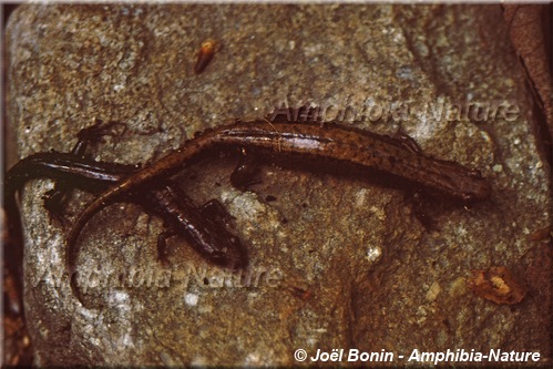 Desmognathus ochrophaeus - Salamandre sombre des montagnes Allegheny