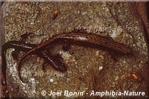 Desmognathus ochrophaeus - Salamandre sombre des montagnes Allegheny