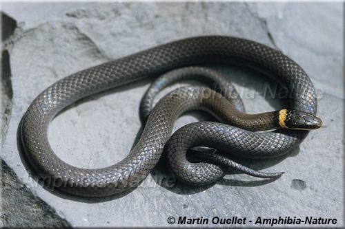 Diadophis punctatus edwardsii - Couleuvre à collier du Nord