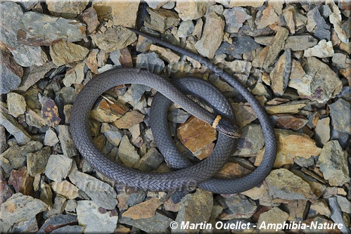 Diadophis punctatus edwardsii - Couleuvre à collier du Nord