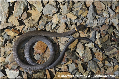 Diadophis punctatus edwardsii - Couleuvre à collier du Nord