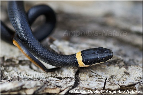 Diadophis punctatus edwardsii - Couleuvre à collier du Nord