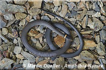 Diadophis punctatus edwardsii - Couleuvre à collier du Nord