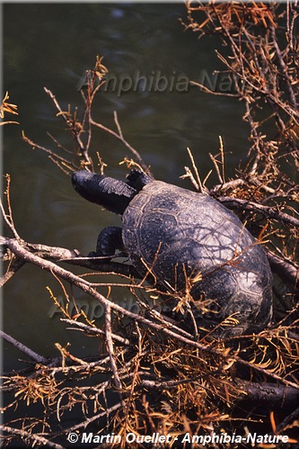 Emydoidea blandingii - Tortue mouchetée