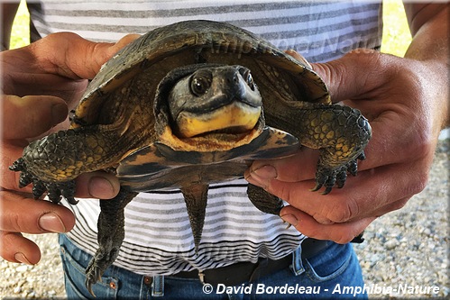 tortue mouchetée