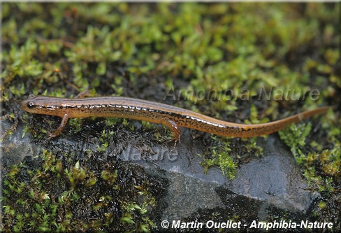 Eurycea bislineata - Salamandre à deux lignes du Nord