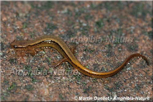 Eurycea bislineata - Salamandre à deux lignes du Nord