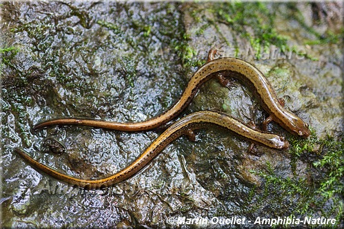 Eurycea bislineata - Salamandre à deux lignes du Nord