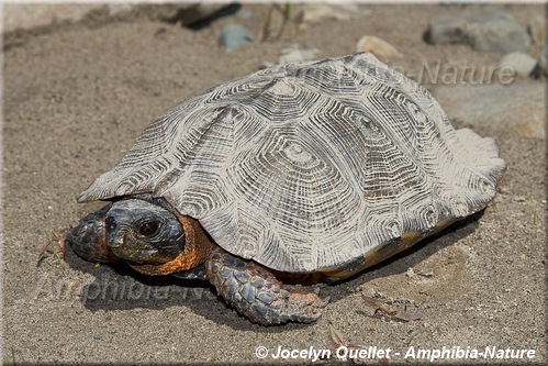 Glyptemys insculpta - Tortue des bois