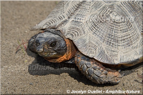 Glyptemys insculpta - Tortue des bois