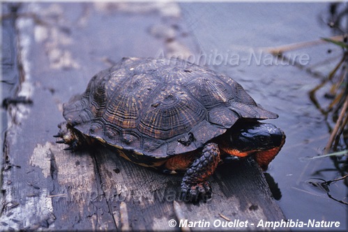 Glyptemys insculpta - Tortue des bois