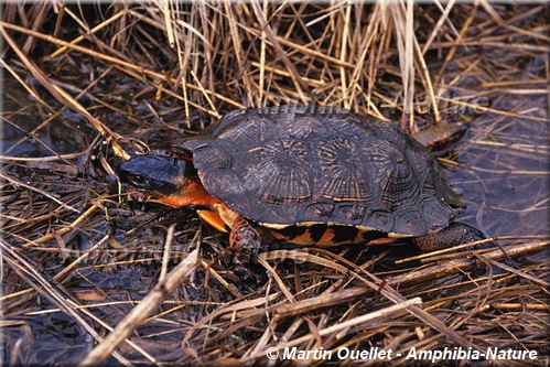 Glyptemys insculpta - Tortue des bois