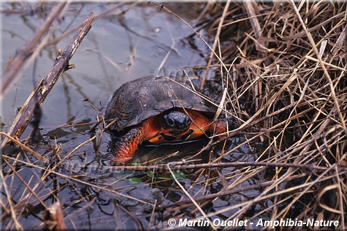 Glyptemys insculpta - Tortue des bois