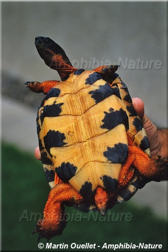 Glyptemys insculpta - Tortue des bois