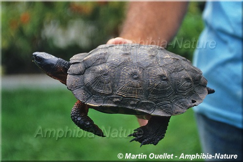 Glyptemys insculpta - Tortue des bois