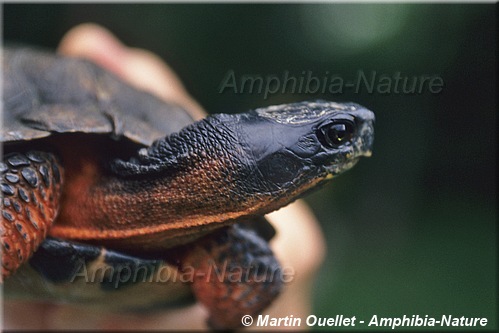 Glyptemys insculpta - Tortue des bois