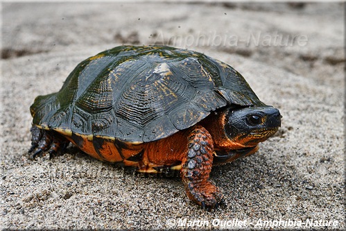 Glyptemys insculpta - Tortue des bois