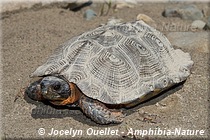 Glyptemys insculpta - Tortue des bois