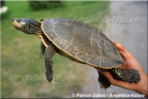 Graptemys geographica - Tortue géographique du Nord