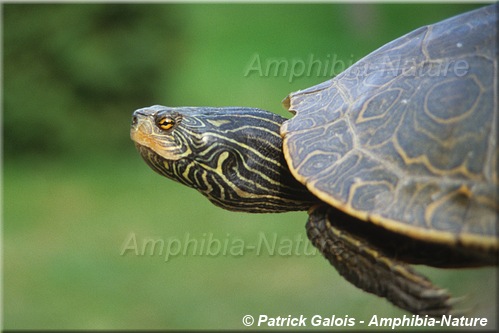 Graptemys geographica - Tortue géographique du Nord