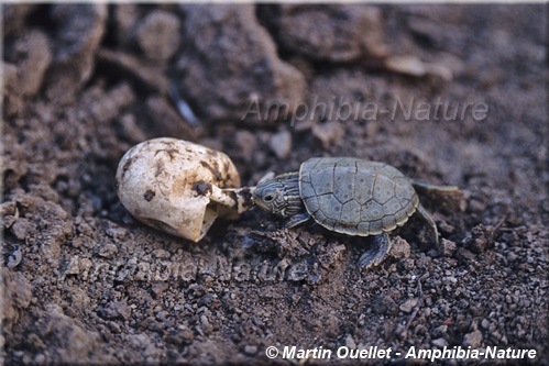 Graptemys geographica - Tortue géographique du Nord