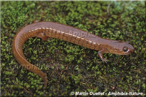 Gyrinophilus porphyriticus porphyriticus - Salamandre pourpre du Nord