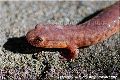 Gyrinophilus porphyriticus porphyriticus - Salamandre pourpre du Nord