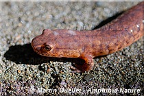 Gyrinophilus porphyriticus porphyriticus - Salamandre pourpre du Nord