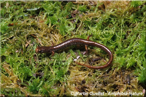 Hemidactylium scutatum - Salamandre à quatre orteils