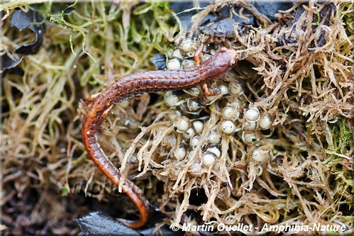 Hemidactylium scutatum - Salamandre à quatre orteils