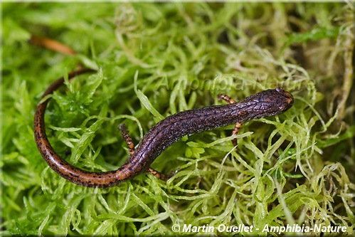 Hemidactylium scutatum - Salamandre à quatre orteils