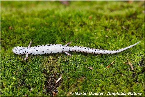 Hemidactylium scutatum - Salamandre à quatre orteils