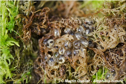 Hemidactylium scutatum - Salamandre à quatre orteils