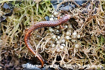 Hemidactylium scutatum - Salamandre à quatre orteils