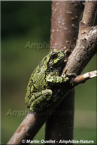 Hyla versicolor - Rainette versicolore