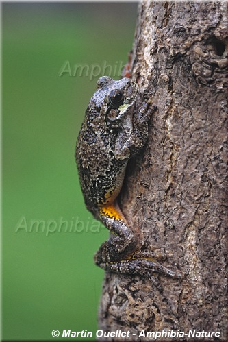 Hyla versicolor - Rainette versicolore