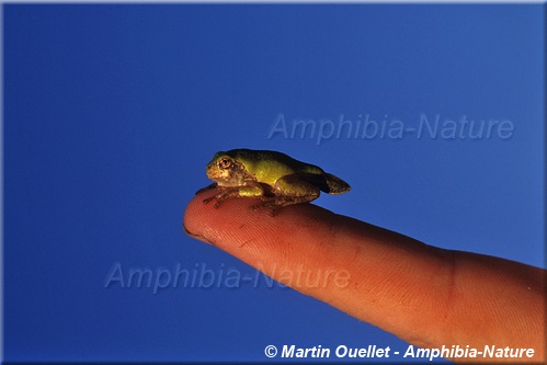 Hyla versicolor - Rainette versicolore