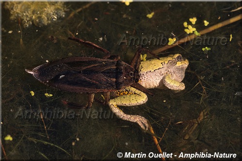 Hyla versicolor - Rainette versicolore