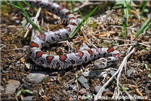 Lampropeltis triangulum - Couleuvre tachetée