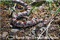 Lampropeltis triangulum - Couleuvre tachetée