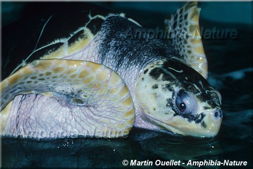 Lepidochelys kempii - Tortue de Kemp