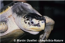 Lepidochelys kempii - Tortue de Kemp