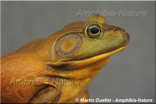 Lithobates catesbeianus - Ouaouaron