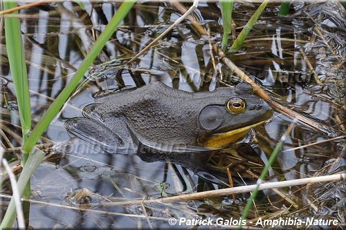 Lithobates catesbeianus - Ouaouaron