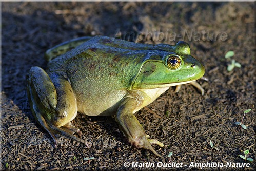 Lithobates catesbeianus - Ouaouaron