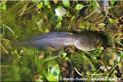 Lithobates catesbeianus - Ouaouaron