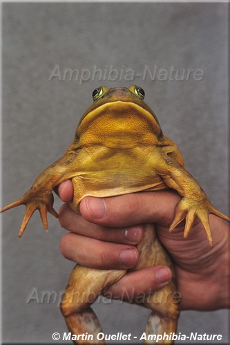 Lithobates catesbeianus - Ouaouaron