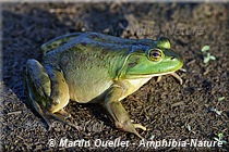 Lithobates catesbeianus - Ouaouaron