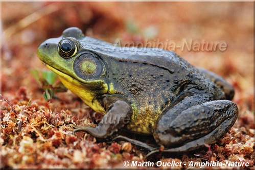 Lithobates clamitans - Grenouille verte