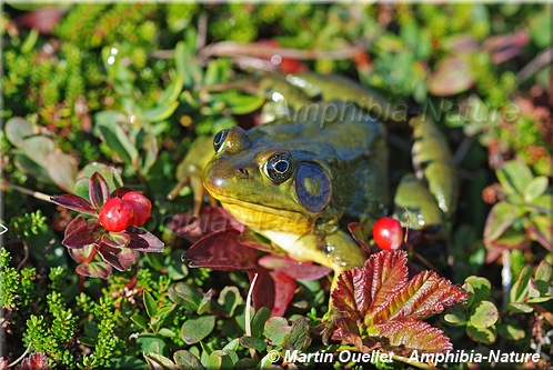 Lithobates clamitans - Grenouille verte